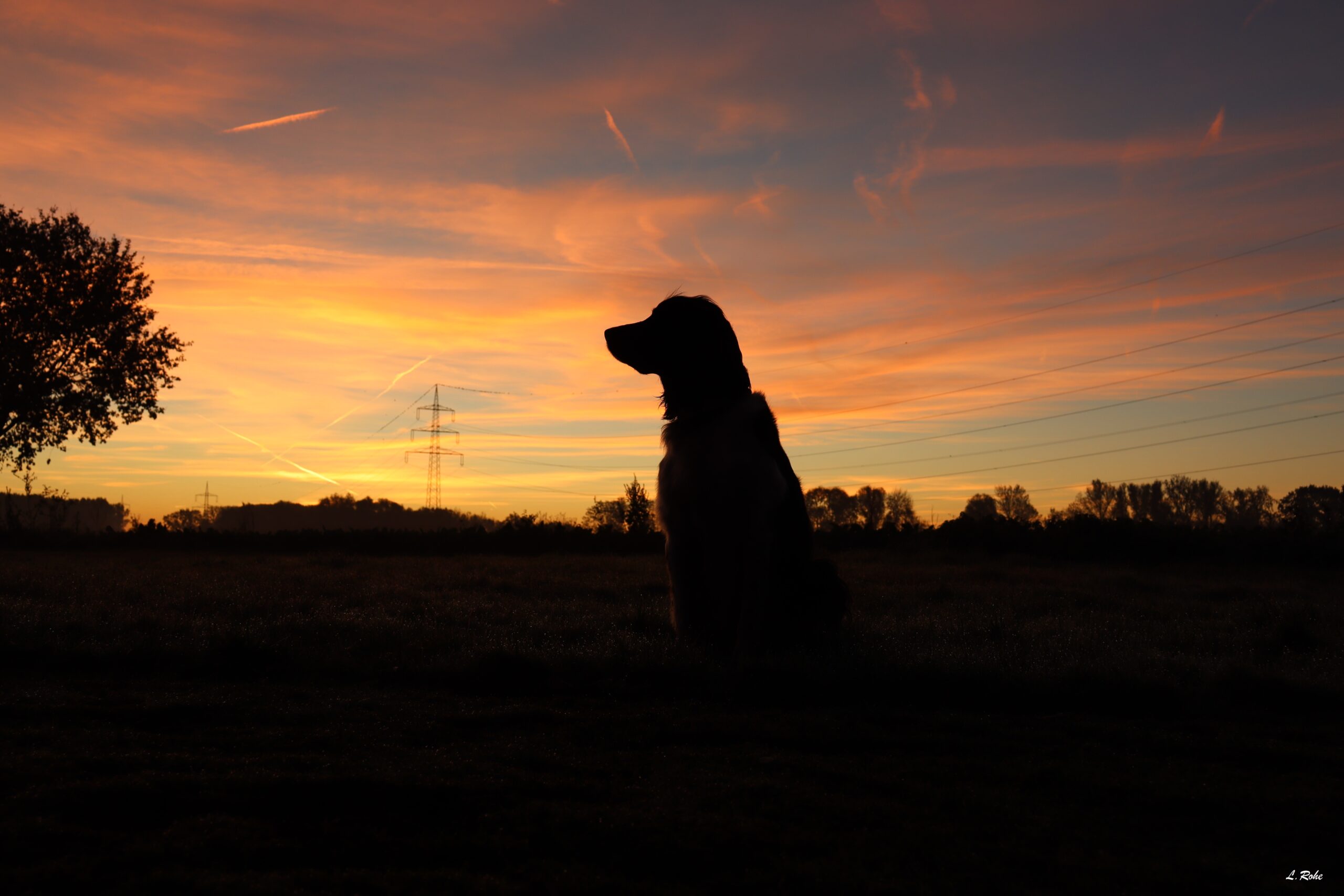 Hund Sonnenaufgang Hund Sonnenaufgang