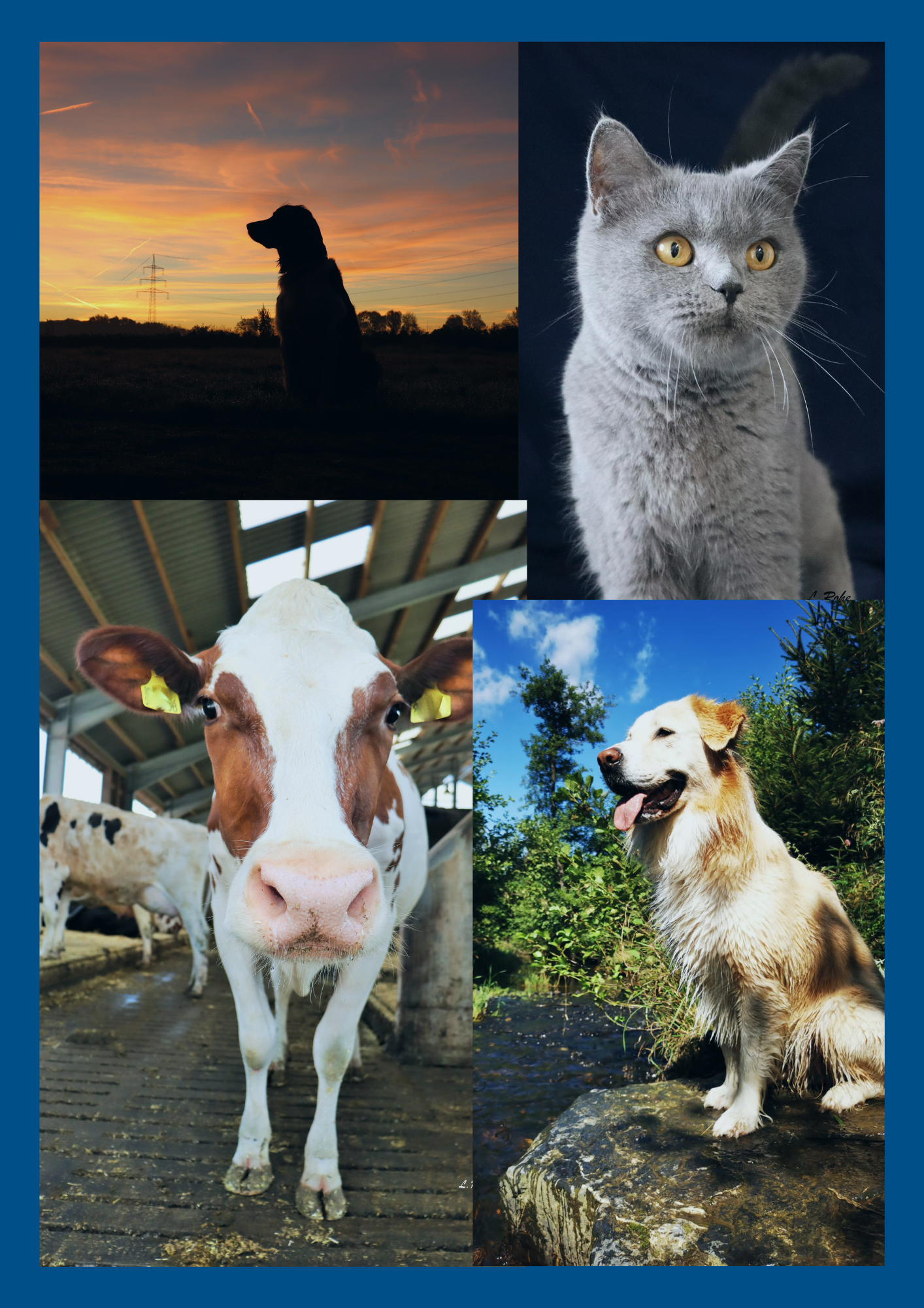 Untitled design (10) Collage Tiere